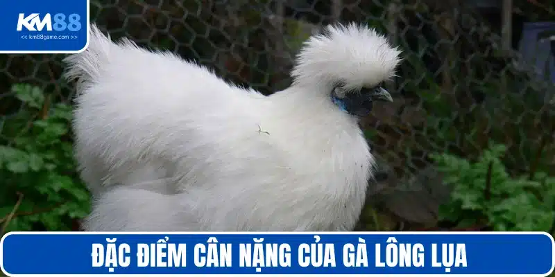 Tìm hiểu về đặc điểm cân nặng gà lông lụa