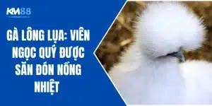Gà Lông Lụa: Viên Ngọc Quý Được Săn Đón Nồng Nhiệt